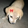 Фота профілю Rishii
