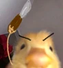 Profile picture of Dowedowee