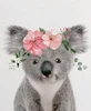 Profile picture of Koala