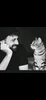 Profile picture of RDikmen