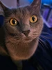 Profile picture of Lizzy