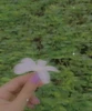 Sana的头像