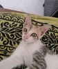 Profile picture of Roohan