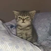 Profile picture of A