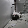 Ảnh đại diện của Cá