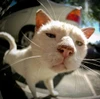 Photo de profil de Sylvan