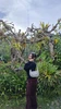 cerflin профиль рәсеме