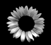 Profile picture of Z