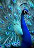 Profile picture of Ranzaani