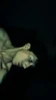 Profile picture of Oofboi