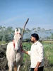 Duab profile ntawm Saksham Dhiman