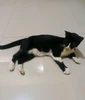 Foto profil Adam