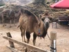Hulagway sa profile ni Little Camel