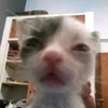 Profile picture of Ian