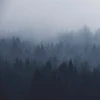 Profile picture of Elysian