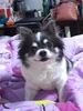 Foto de perfil de Besu
