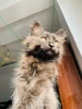 Profile picture of N