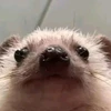 Foto de perfil de Robert