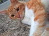 Profile picture of Meamor