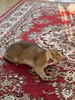 Mishka profil fotoğrafı