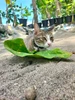 Profile picture of Jeserie