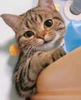 Profile picture of Watson