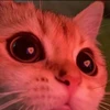 Foto de perfil de Sophia