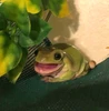 Profile picture of Frog
