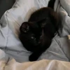Profilna slika korisnika Kitty