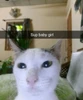 Setšoantšo sa profaele sa Benny