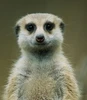 Profile picture of Shree