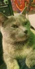 Profile picture of Shmoe