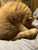 Profile picture of Someguyagain