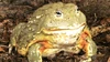 Foto de perfil de Not A frog