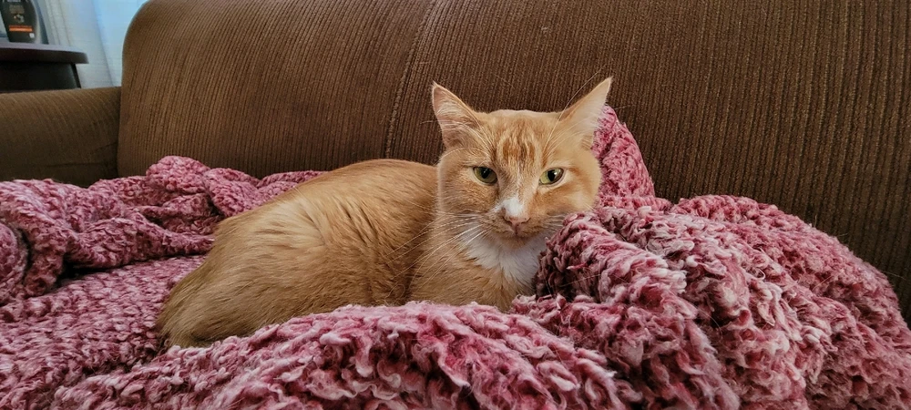 Image uploaded by >ꋖꁏꋊꂖ(°~°)