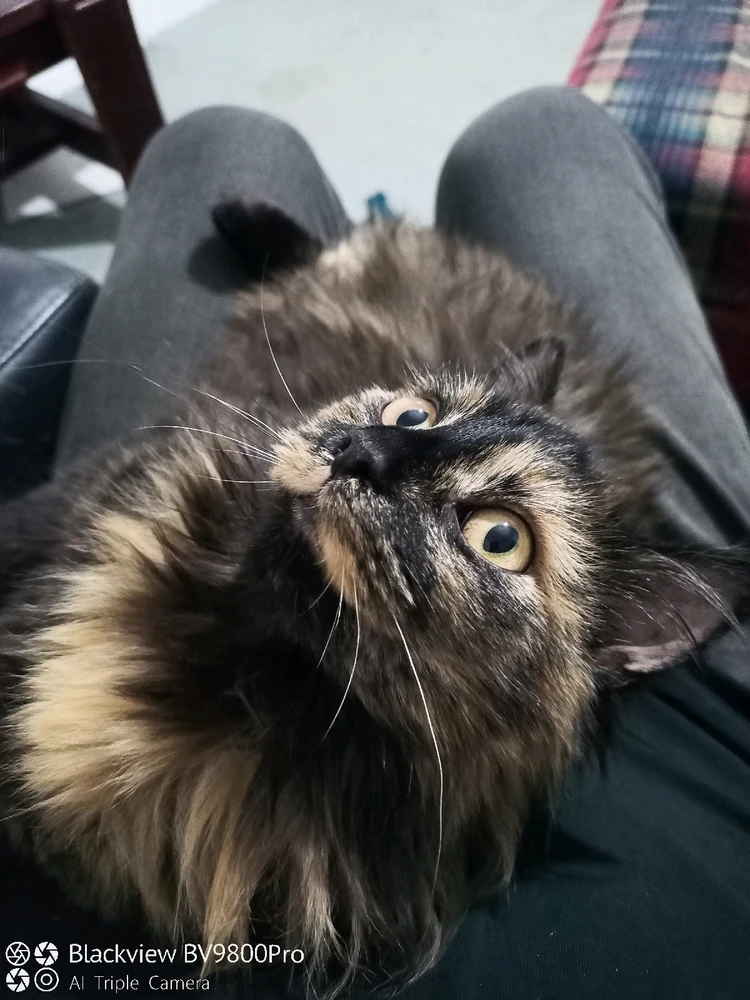 Image uploaded by Mac