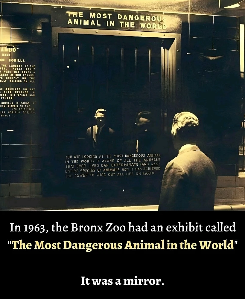 Image uploaded by Glitch