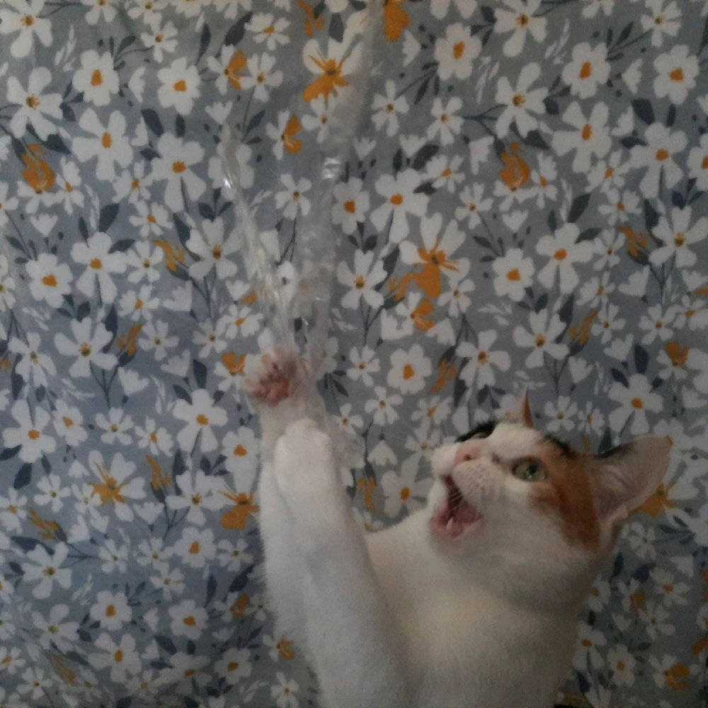 Image uploaded by Romi