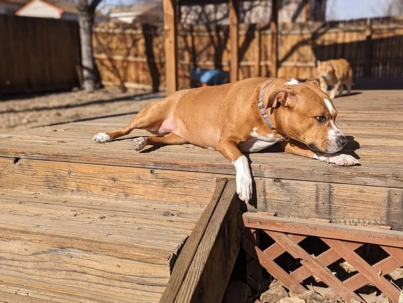 My dog makes it all better ❤️