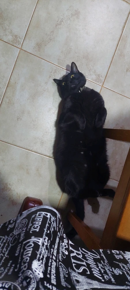 My cat, he wouldn't reveal my secrets... i think