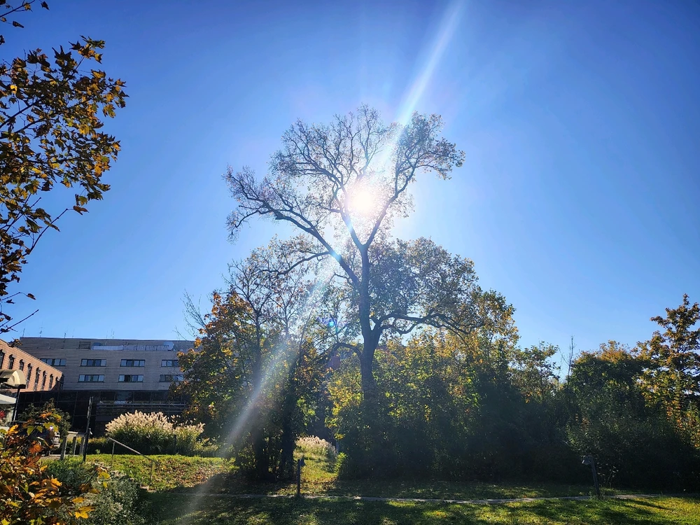 Image uploaded by Sirius