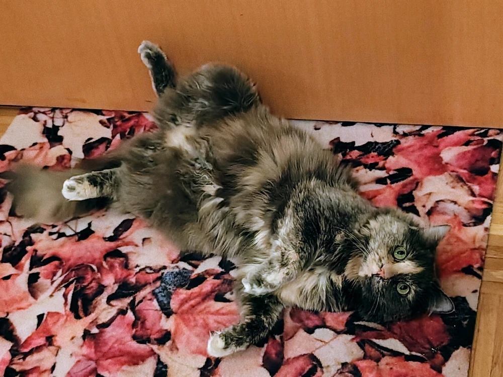 Image uploaded by Sirius