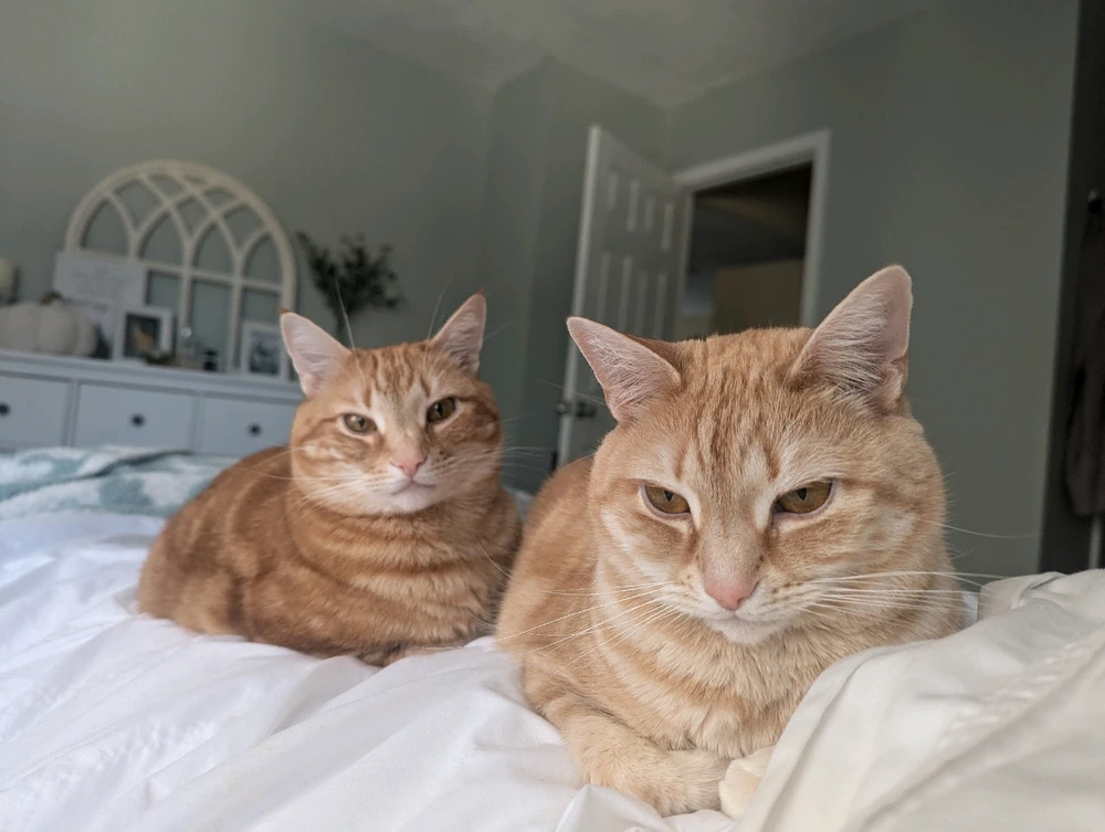 Image uploaded by Melissa