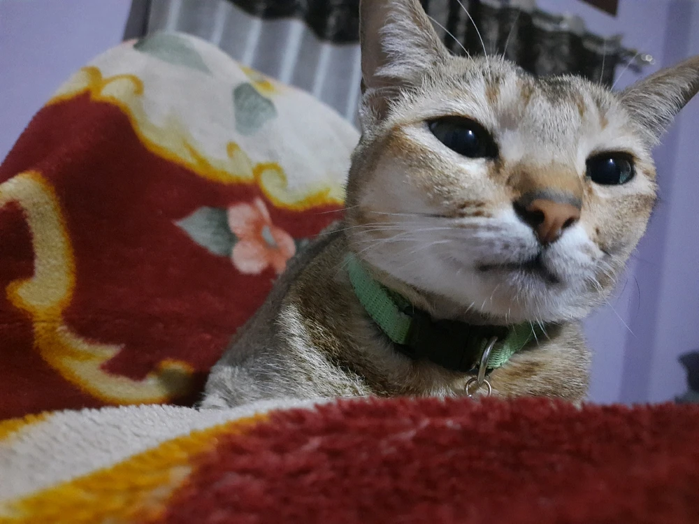 Image uploaded by Banasree