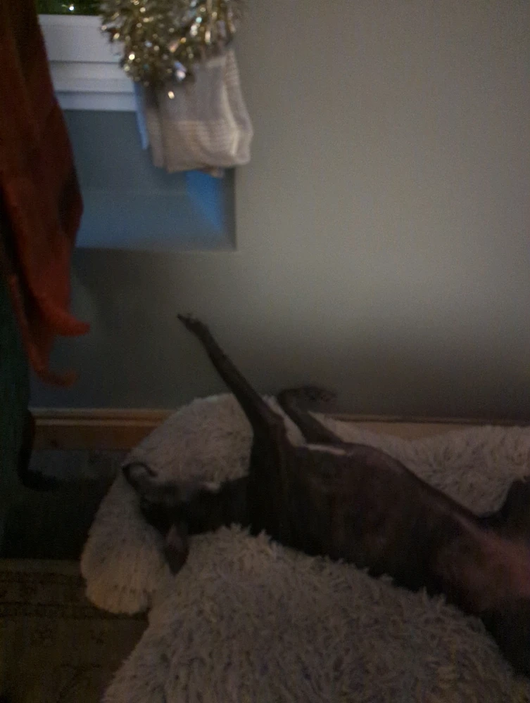 This is Greta (aka Gru, Groobydoo) in her favourite nap position.