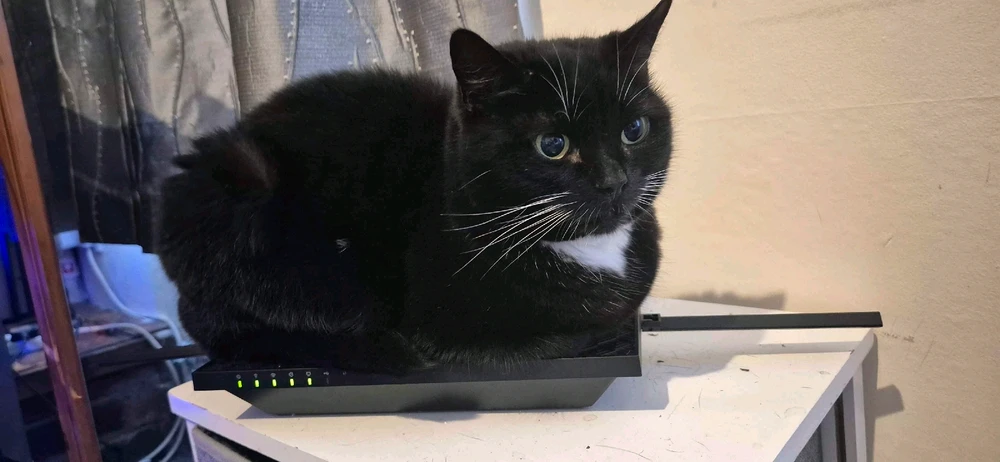 My Housemate have 3, this one is the oldest and named Toothless