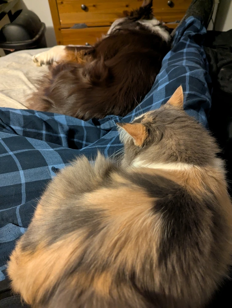 Was a lazy cuddle type day for us. Haha