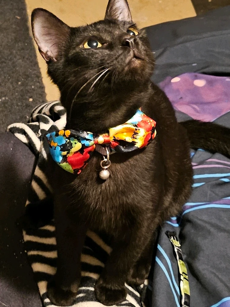 My little zealot (Zeal)