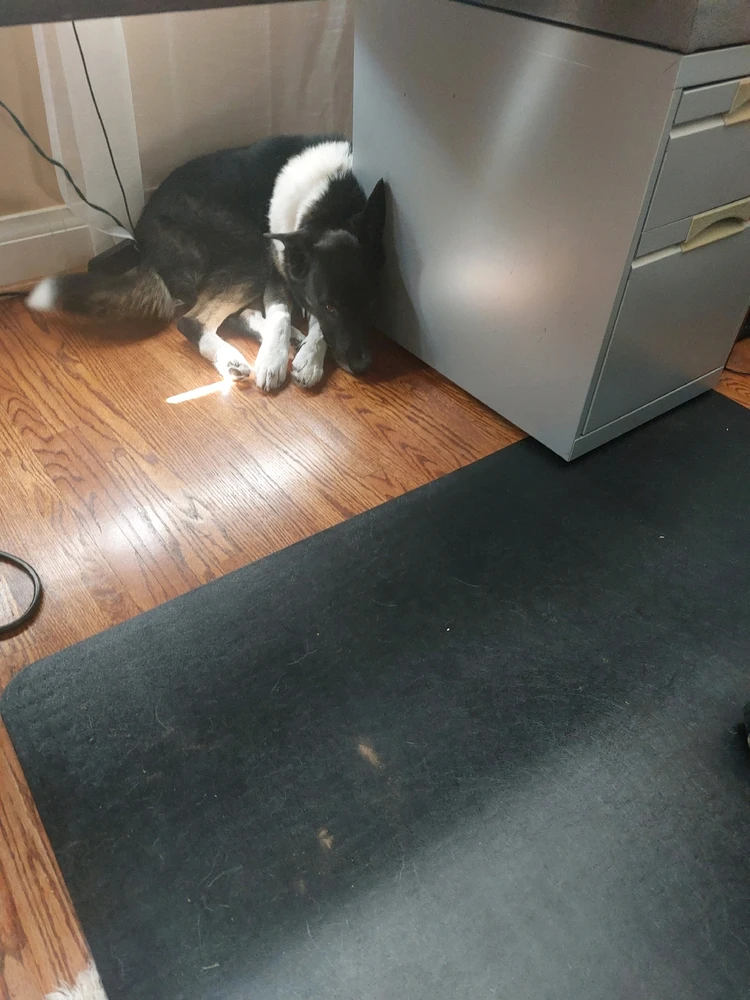 This is Phalen, she likes to squeeze into small places