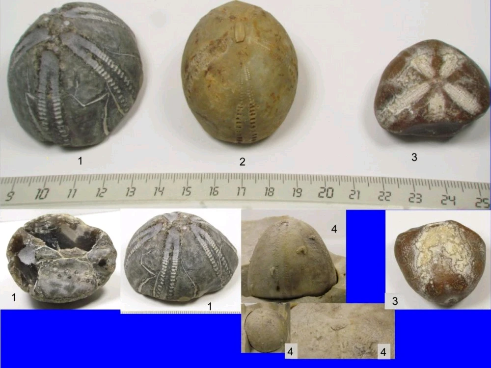 Image ajoutée par Rick